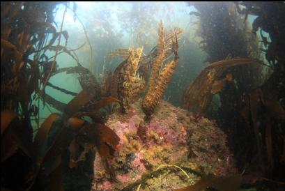 rock under kelp