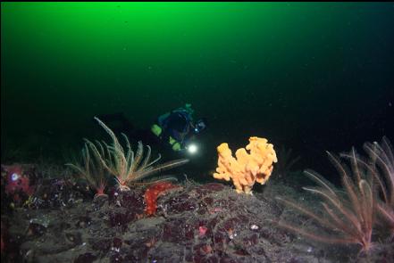 cloud sponge and feather stars