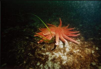 SUNFLOWER STAR IN SHALLOWS