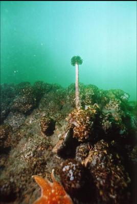 FEATHER DUSTER WORM