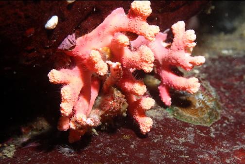 hydrocoral