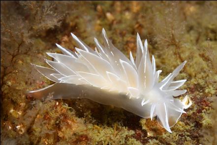 nudibranch