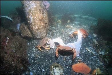 crabs and fish remains