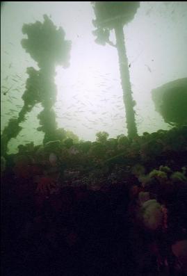 PERCH SCHOOLING ABOVE WRECK