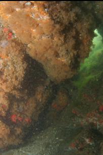 BRYOZOANS INSIDE TINY CAVERN