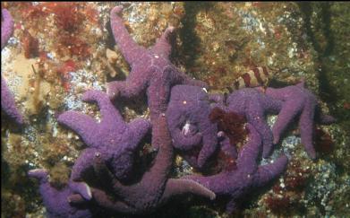 PAINTED GREENLING AND PURPLE SEASTARS