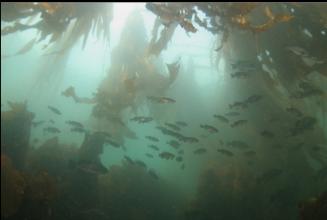 ROCKFISH IN KELP