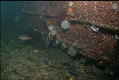 ROCKFISH NEAR WRECK