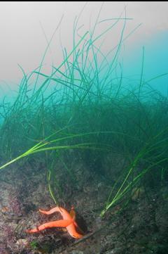 SEASTAR AND SURFGRASS