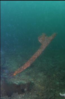 BOW OF METAL KEEL IN CLOUD OF COMB JELLIES