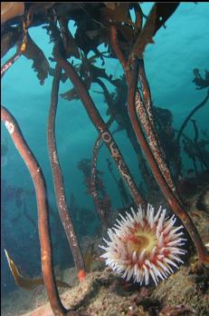 FISH-EATING ANEMONE