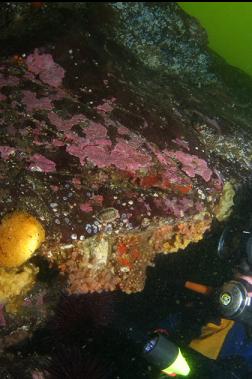 nudibranch and zoanthids