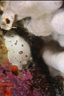 nudibranch