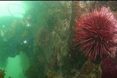 urchins on shallow wall