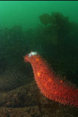 spawning cucumber