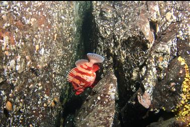 tiger rockfish