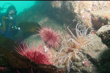 anemone and urchins