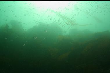 herring in shallows