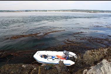 boat and current behind kelp