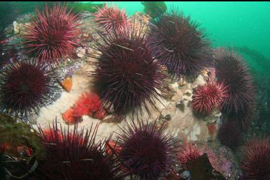 sponge, urchins and red slipper cucumbers