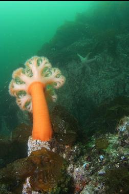 plumose anemone