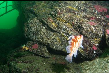 copper rockfish