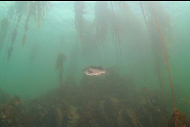 black rockfish