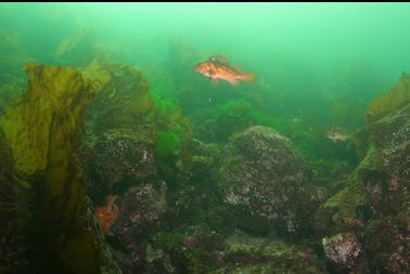 copper rockfish in shallows