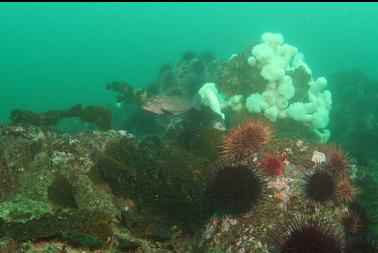 anemones and urchins