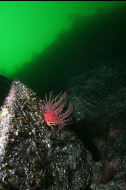 crimson anemone on wall