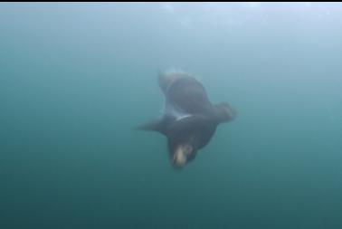 blurry, charging sealion