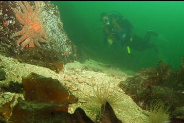 sunflower star and tube-dwelling anemones