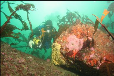 yellow sponge on boulder