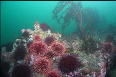 urchins and stalked kelp