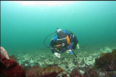 looking at small plumose anemone