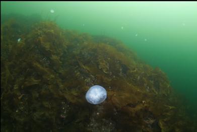 moon jellies