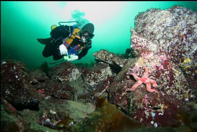 seastar and tube-dwelling anemone