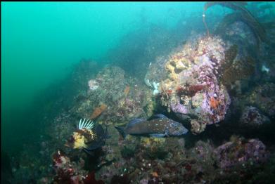 quillback rockfish and kelp greenling