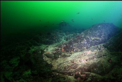 looking up slope at group of rockfish