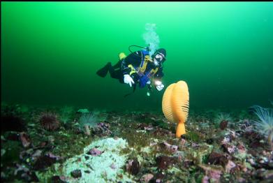 sea pen and tube-dwelling anemones on sandy slope