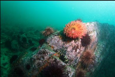 fish-eating anemone