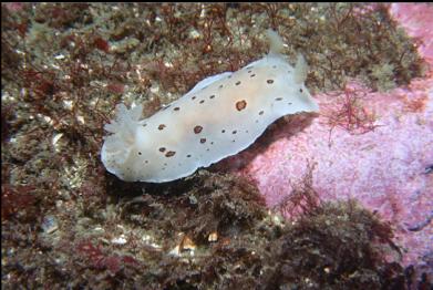 nudibranch