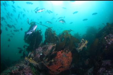 copper and black rockfish