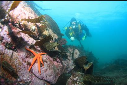 seastar near surface