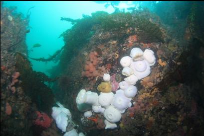 anemones, hydrocorals and tunicate colonies