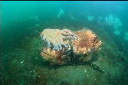 crab trap full of sunflower stars