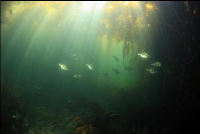 perch under kelp