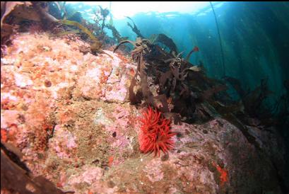 spotted rose anemone