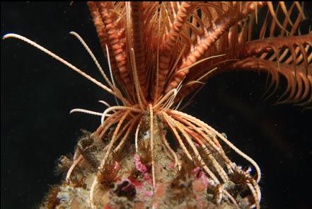 feather star on cemented tube worms