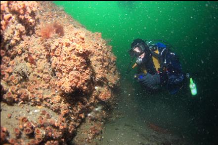 cup corals on the reef